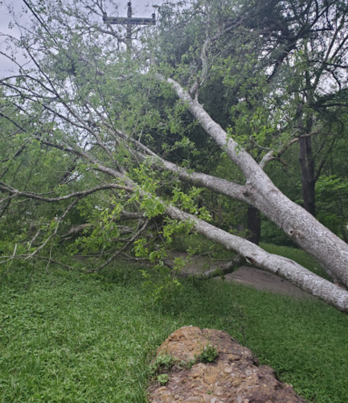 A tree that has fallen in the middle of a field.