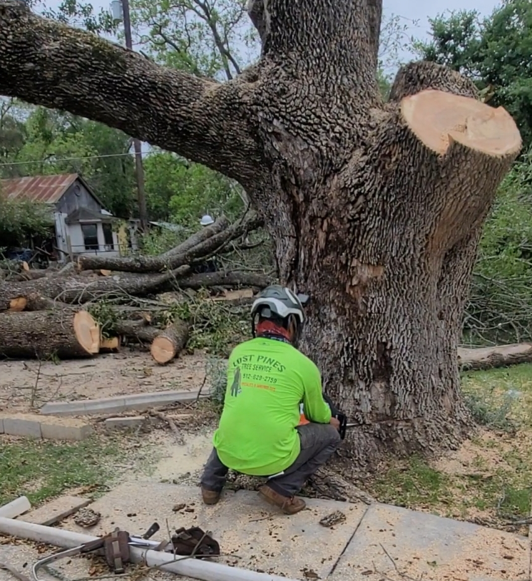 A man is kneeling down next to a tree with a chainsaw.
