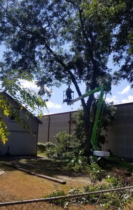 A man is cutting a tree with a crane in front of a building.