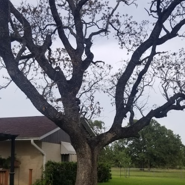 A large tree with lots of branches is in front of a house