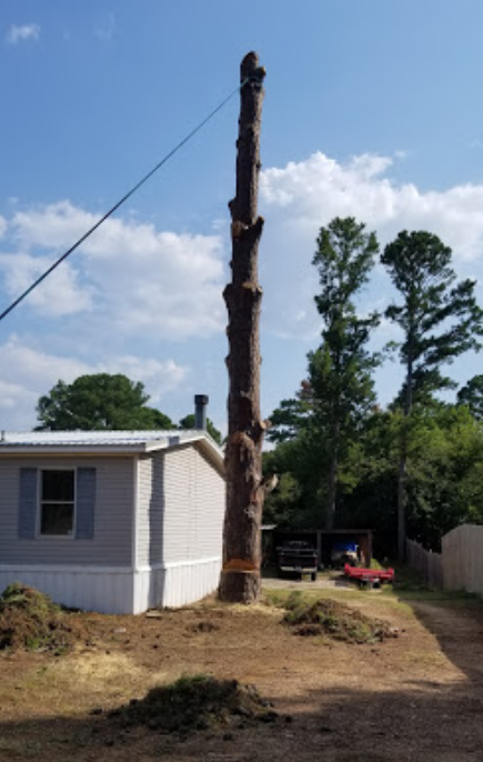 A large tree stump in front of a mobile home