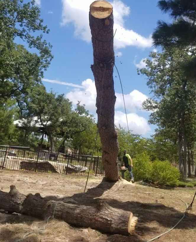 A large tree trunk is sitting in the middle of a field
