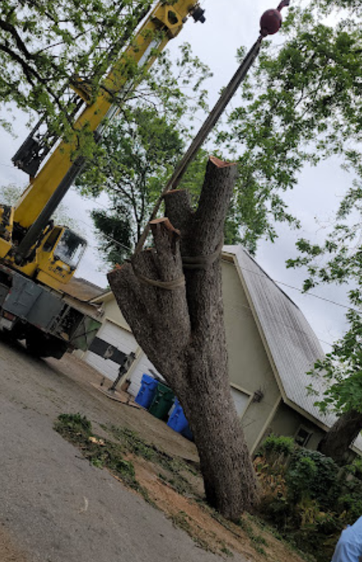 A crane is cutting down a tree in front of a house.