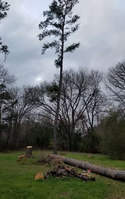 A large pine tree is standing in the middle of a grassy field.
