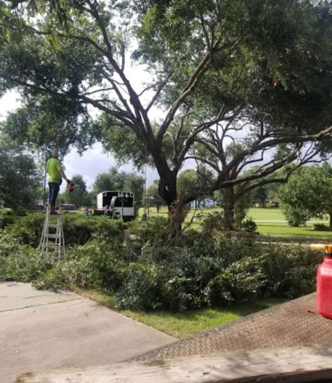 A man is standing on a ladder cutting a tree.