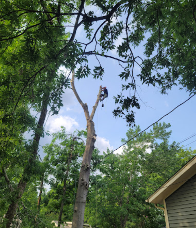 A man is climbing a tree in front of a house.