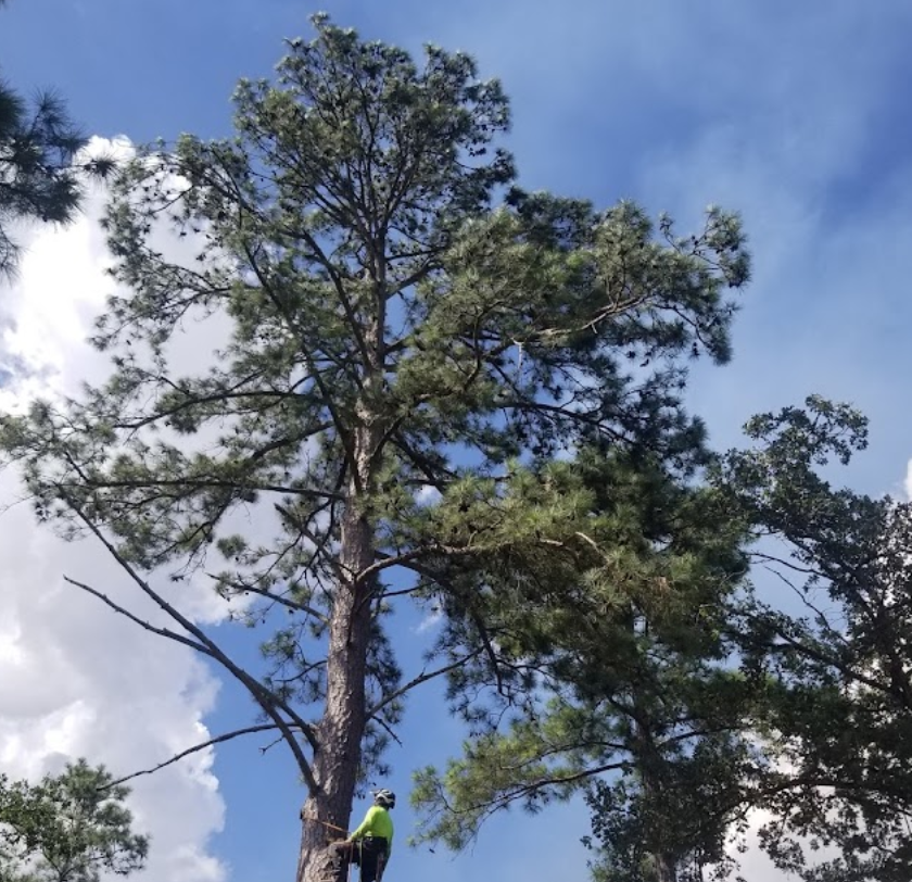 A man in a yellow vest is climbing a tree