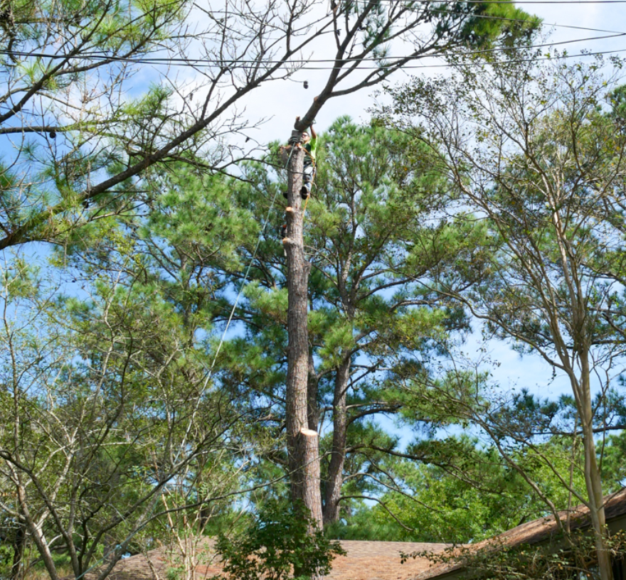 A tree is being cut down in front of a house