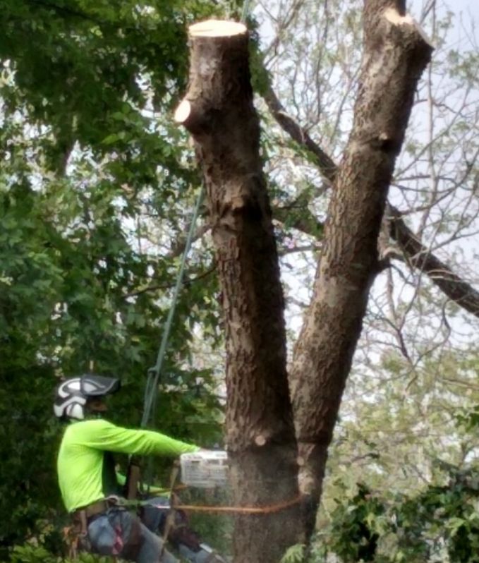 A man is cutting down a tree with a chainsaw.