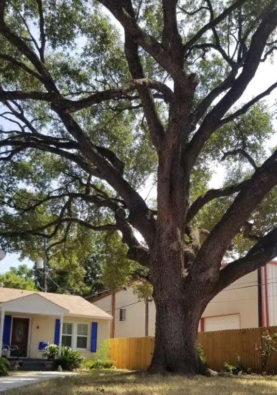 A house with a large tree in front of it