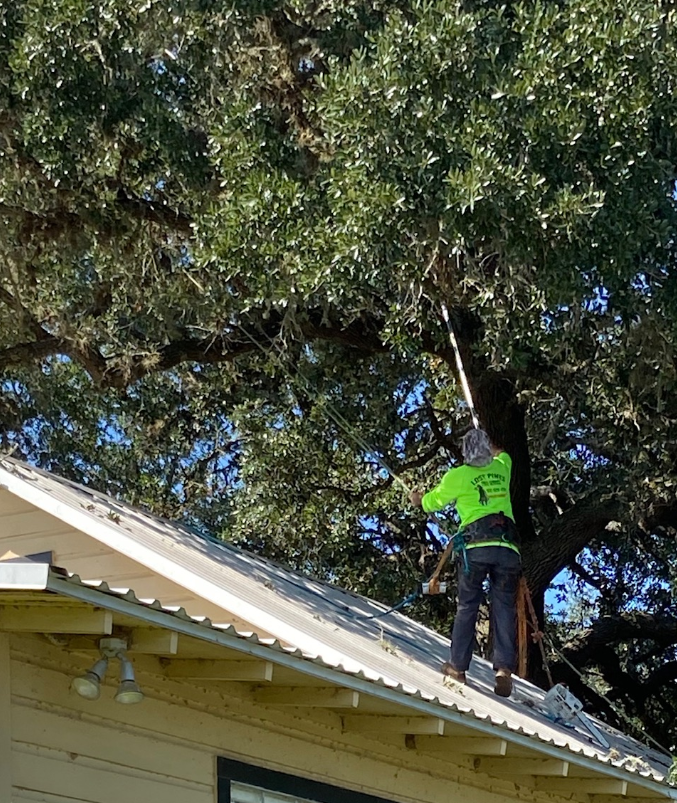 A man in a green shirt is climbing a tree on the roof of a house.