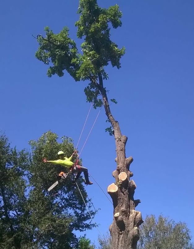 A man is climbing a tree with a chainsaw