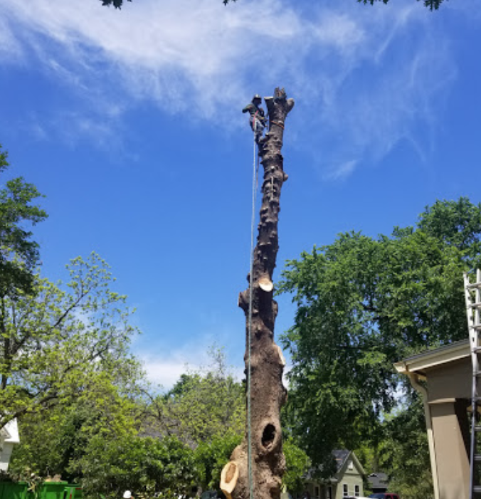 A tree stump is being removed by a man on a rope.