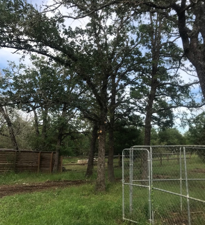 A fenced in area with trees and a gate