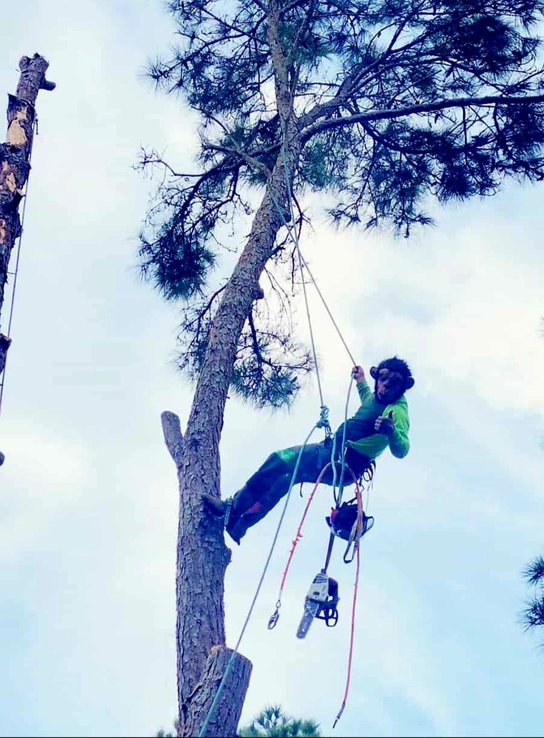 A tree is being cut down by a crane in a backyard.