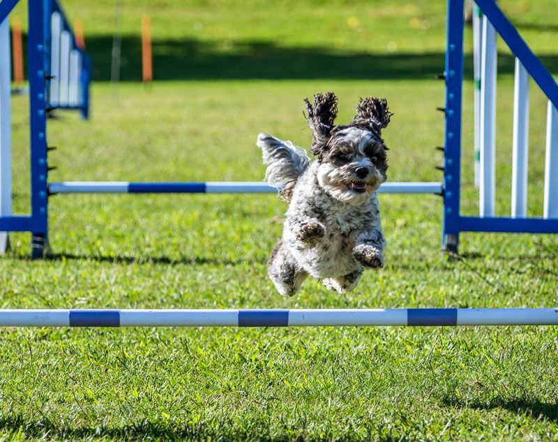 A small dog is jumping over a hurdle in a park.