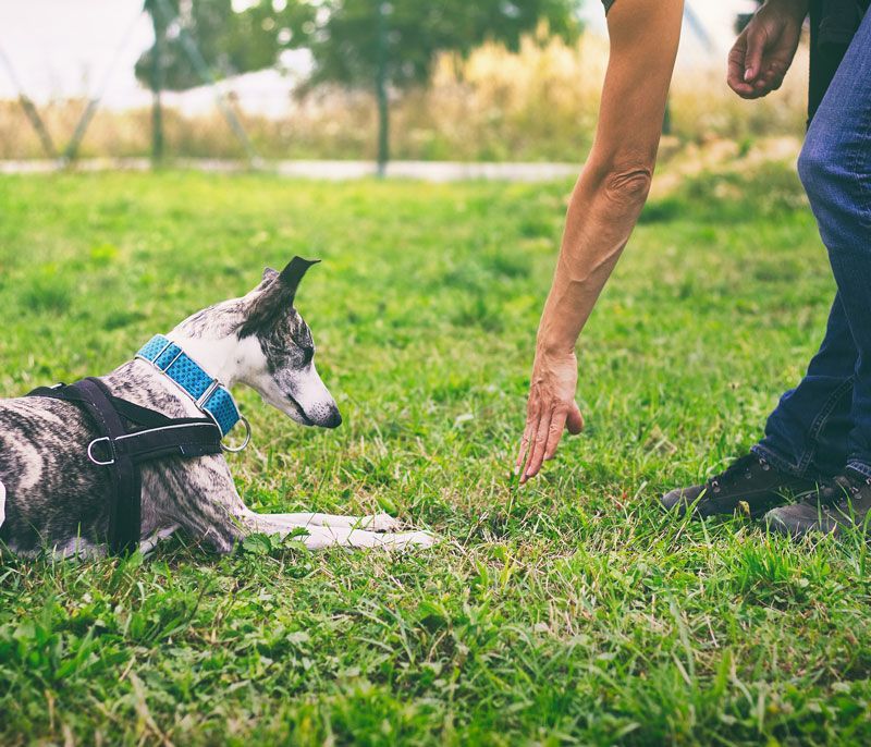 A person is playing with a dog in the grass.