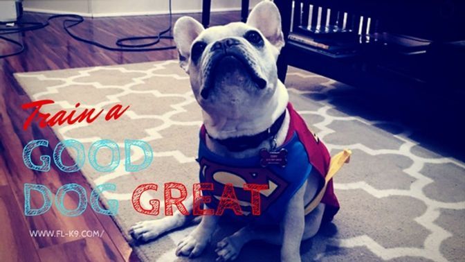 A french bulldog wearing a superman costume is sitting on a rug.