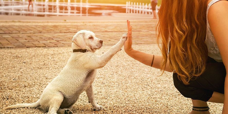 A woman is giving a high five to a puppy.
