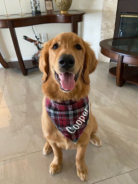 A dog wearing a bandana with the name cooper on it is sitting in a living room.