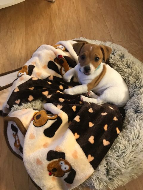 A puppy is laying on a blanket in a dog bed