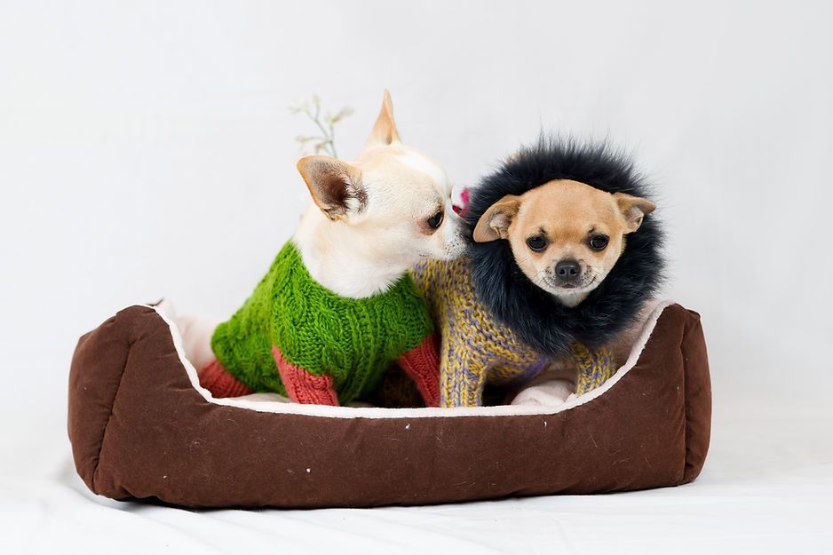 Two small dogs wearing sweaters are sitting in a dog bed.