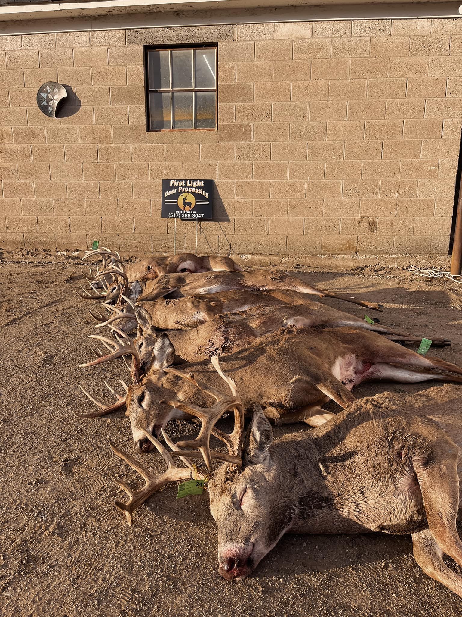 Pile of harvested deer carcasses in front of a brick building.