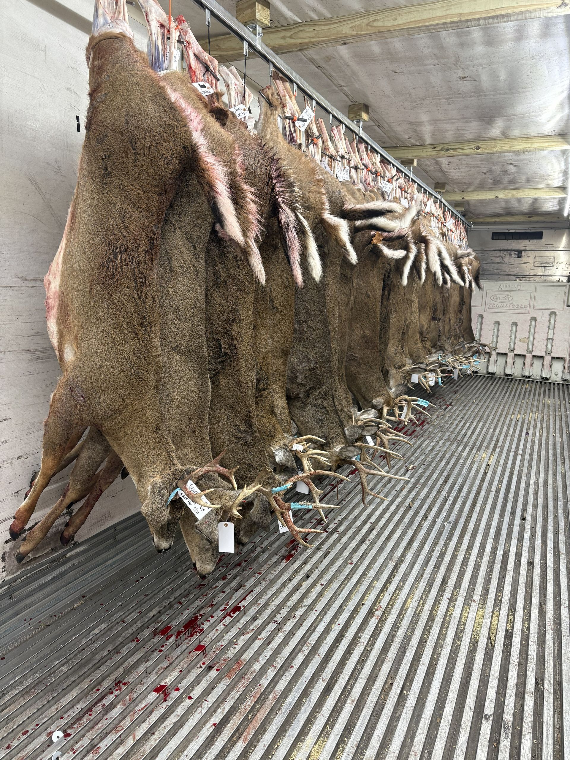 Deer herd grazing on green grass near a tree. One buck with antlers is visible.