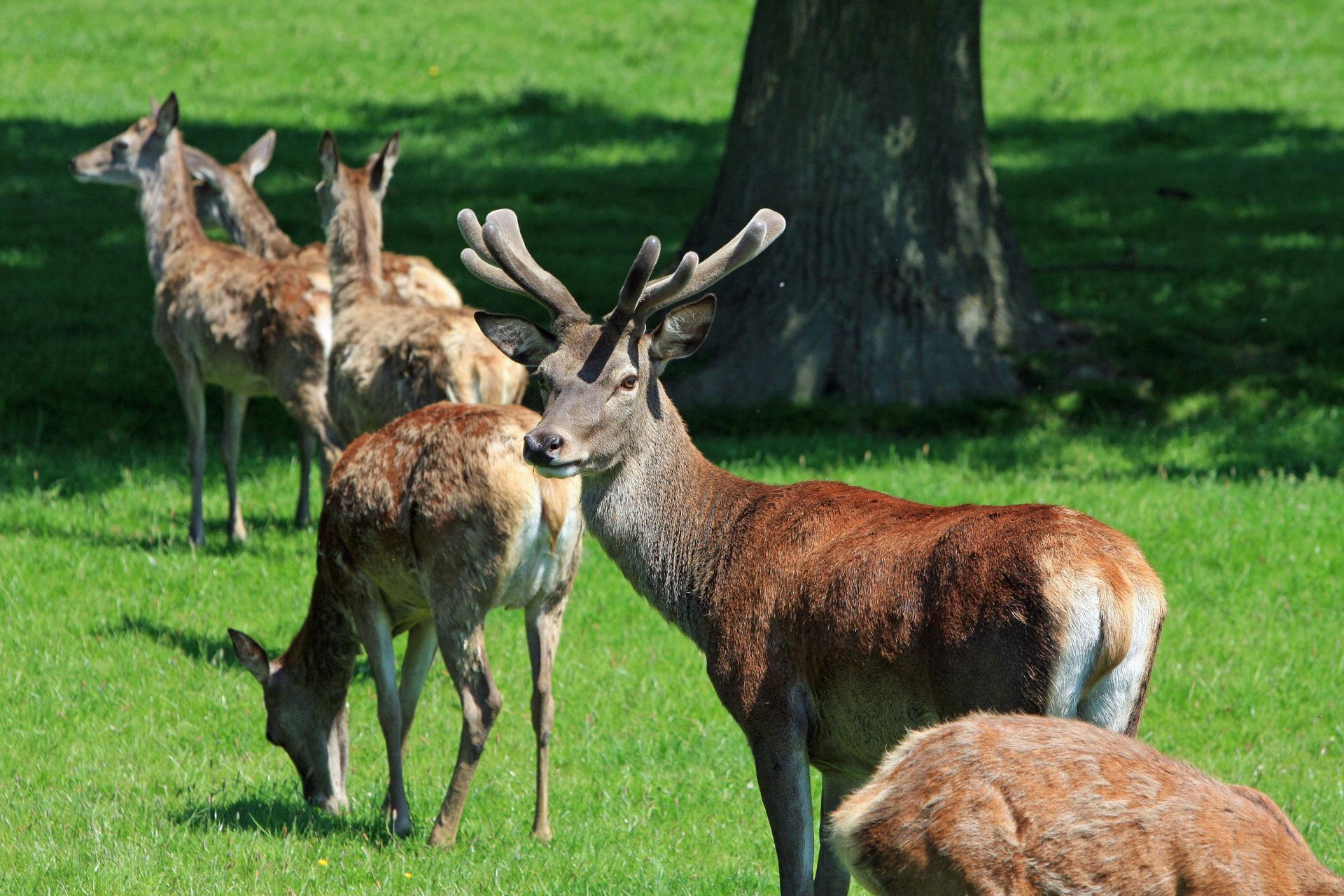 Deer herd grazing on green grass near a tree. One buck with antlers is visible.
