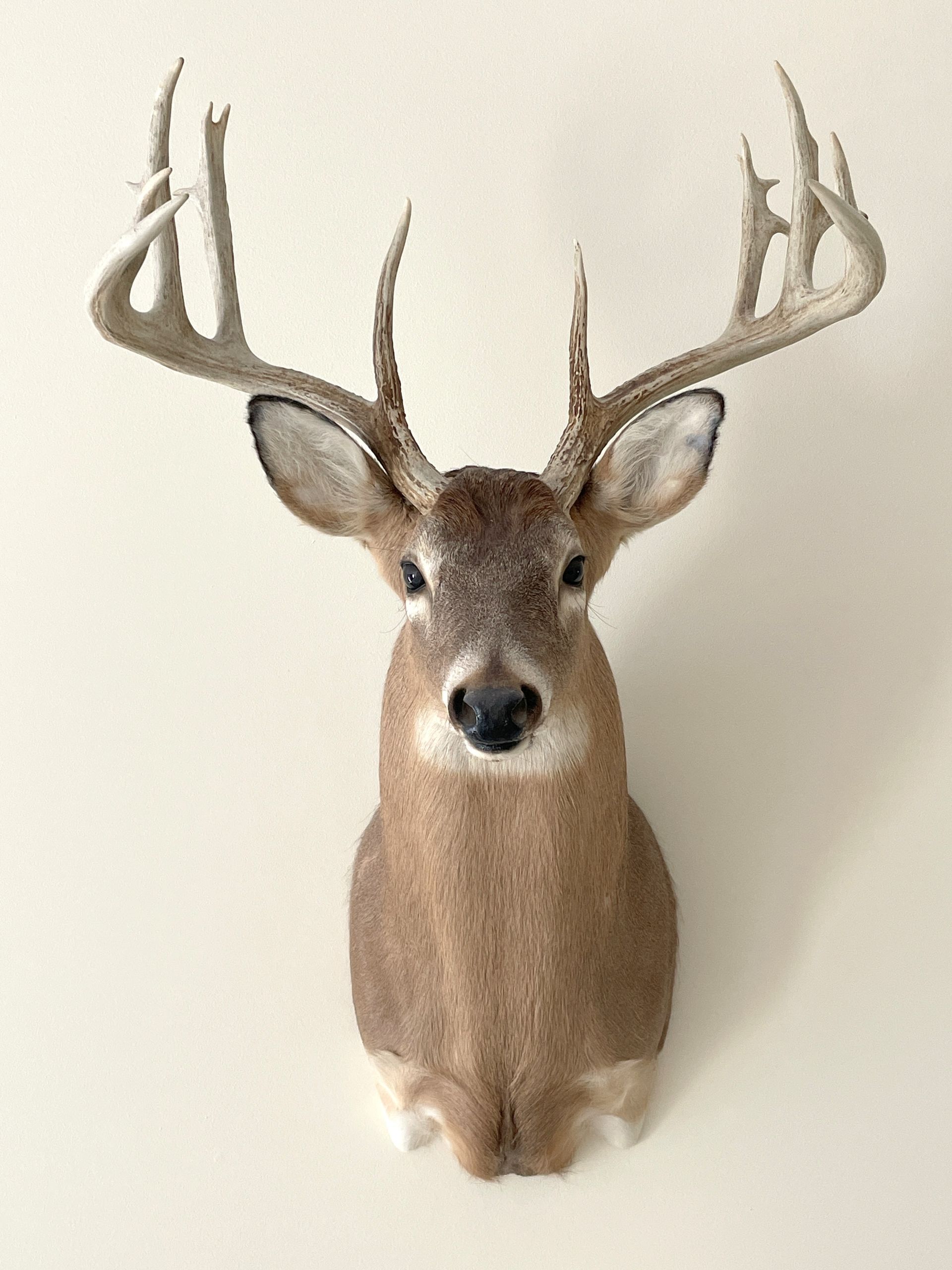 Taxidermied deer head with large, multi-point antlers mounted on a beige wall.