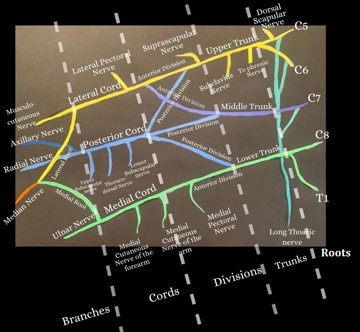 The Brachial Plexus