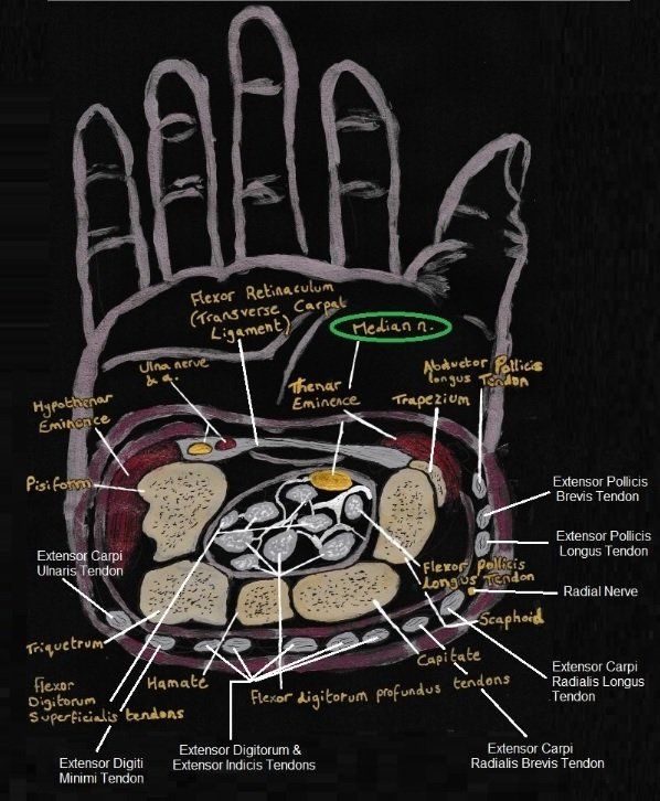 Anatomy of the carpal tunnel