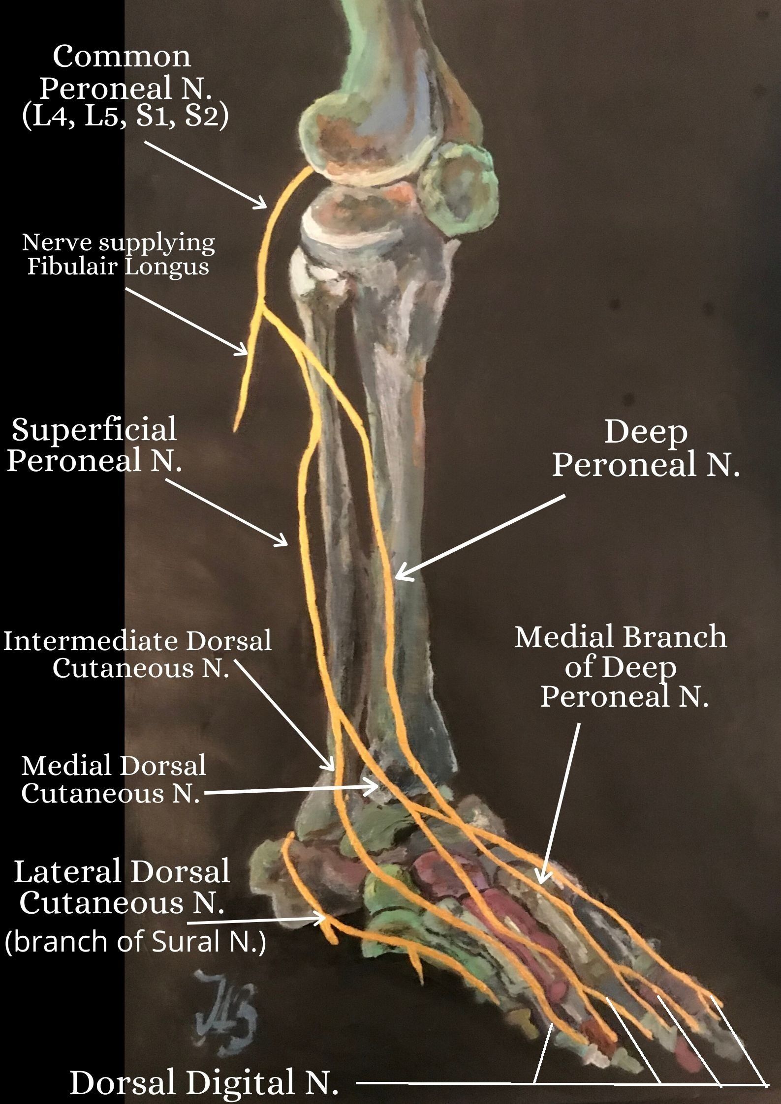 Sciatic nerve anatomy of the lower limb
