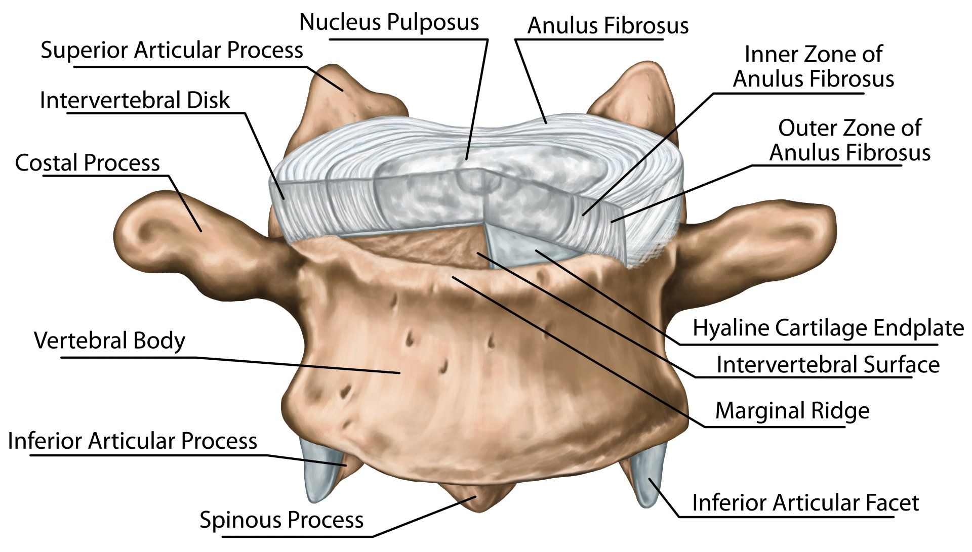 Intervertebral disc anatomy