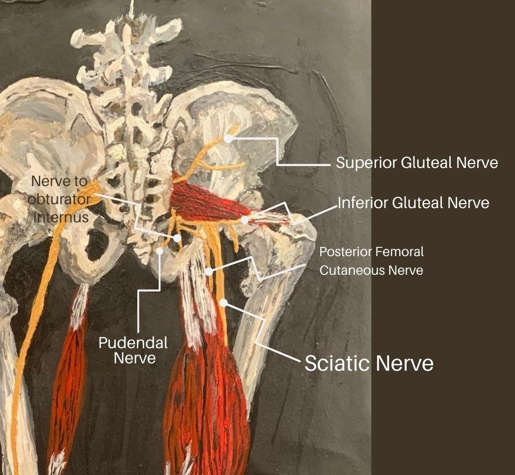 sciatic nerve anatomy