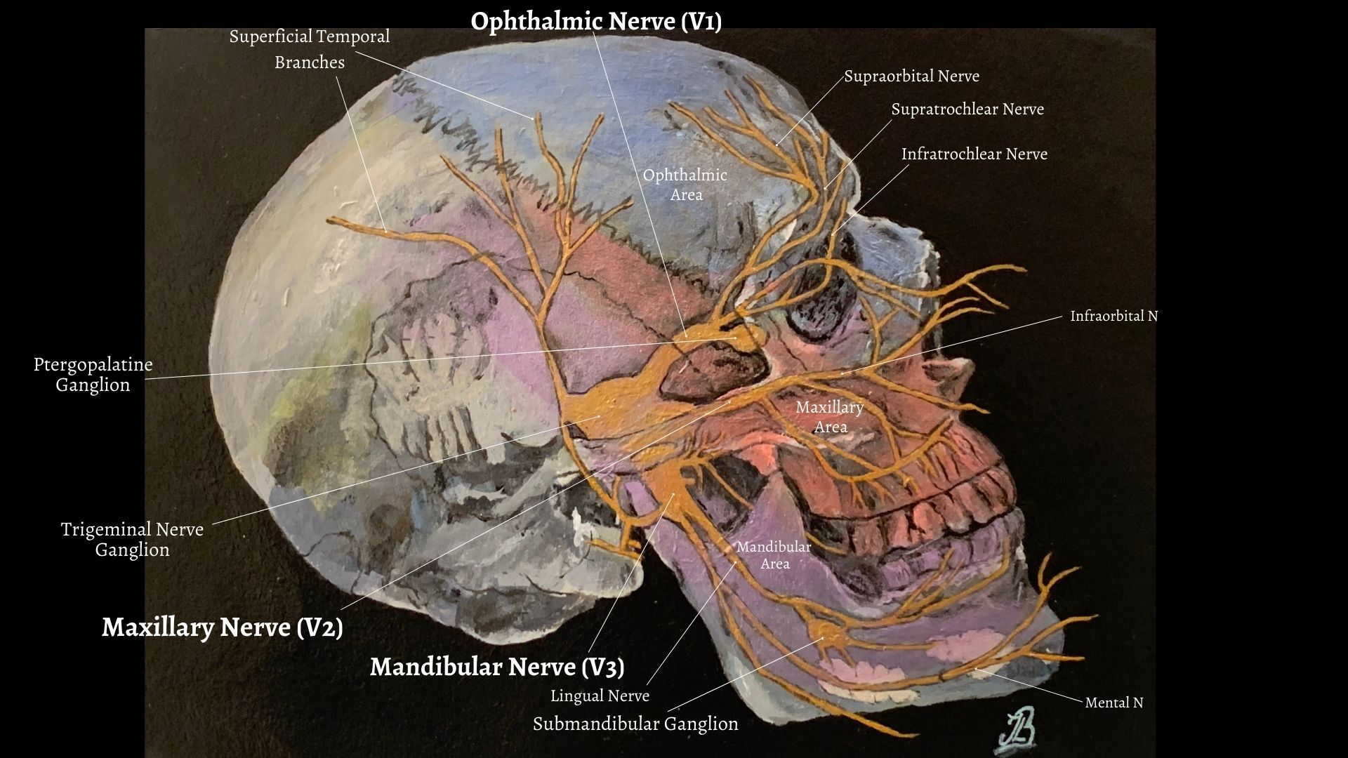 The Three Branches of the Trigeminal Nerve