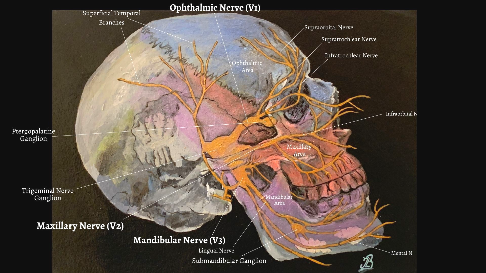 Skull showing the trigeminal nerve