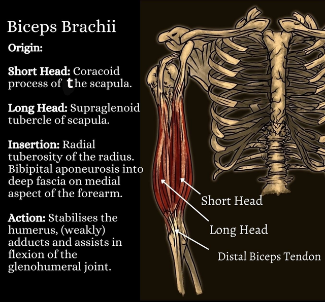 Biceps Anatomi Long Head Of Biceps Brachii Complete Anatomy Biceps Anatomi Long Head Of Biceps Brachii Complete Anatomy