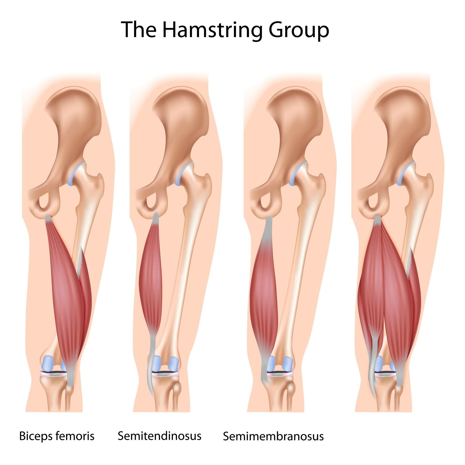 Hamstrings of the lower limb
