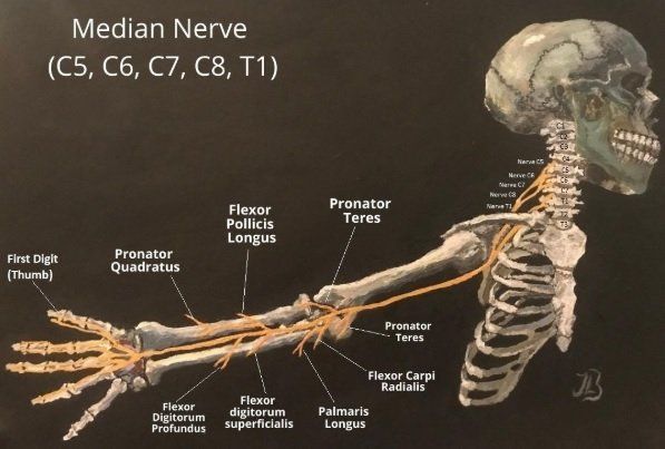 Median nerve anatomy