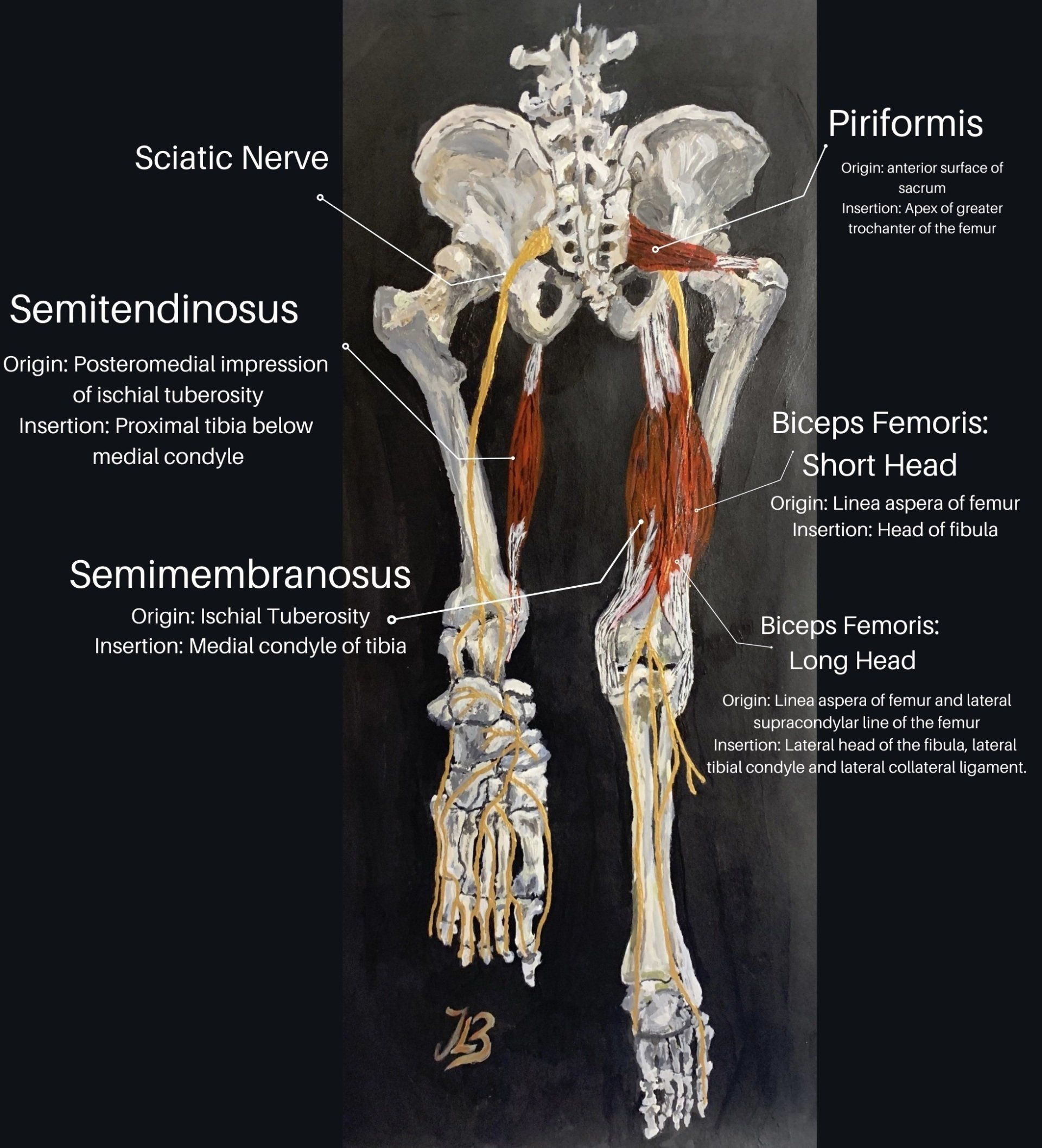 Sciatic nerve and the hamstrings muscles