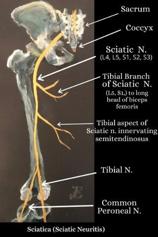 Sciatic nerve anatomy