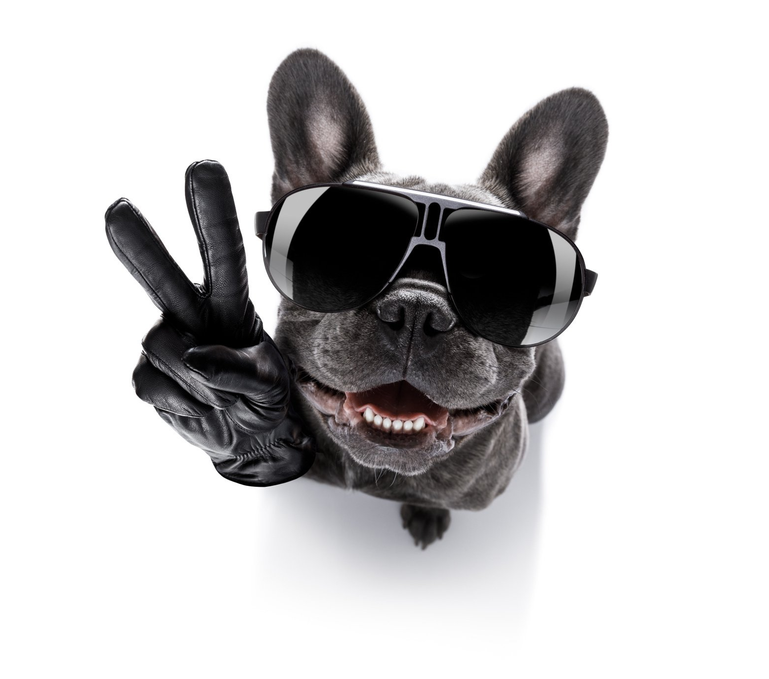 Französische Bulldogge mit Sonnenbrille, die mit einer behandschuhten Pfote ein Friedenszeichen gibt.