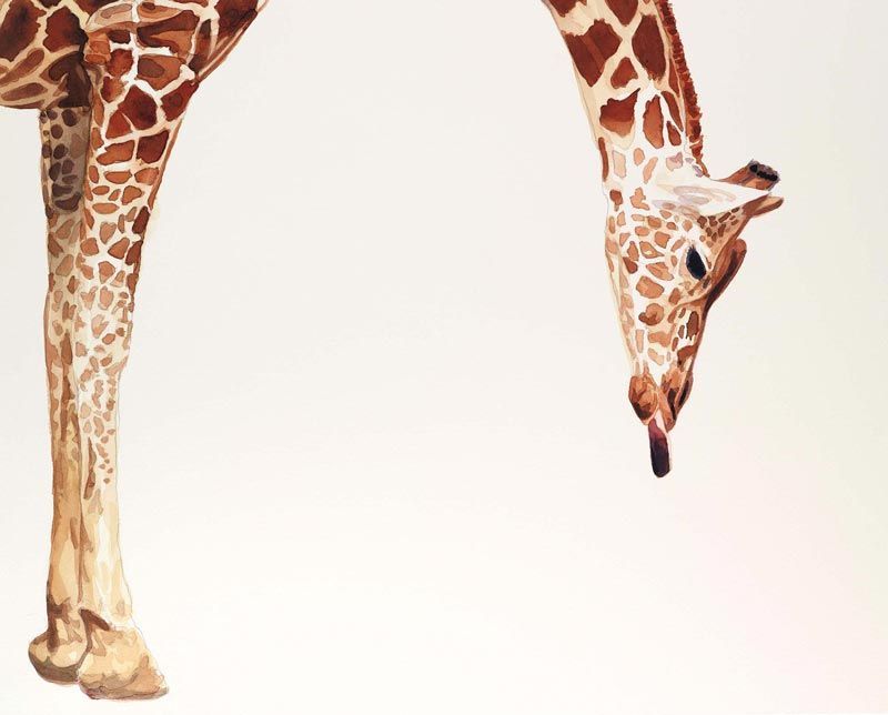 Licker, watercolor by Paul Jackson