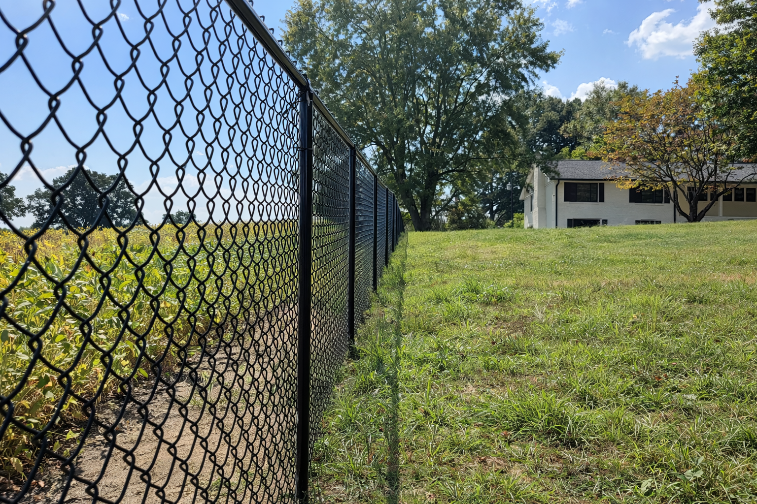 A tall black chain-link fence separates a patch of yellowing crops from a grassy yard leading to a house.