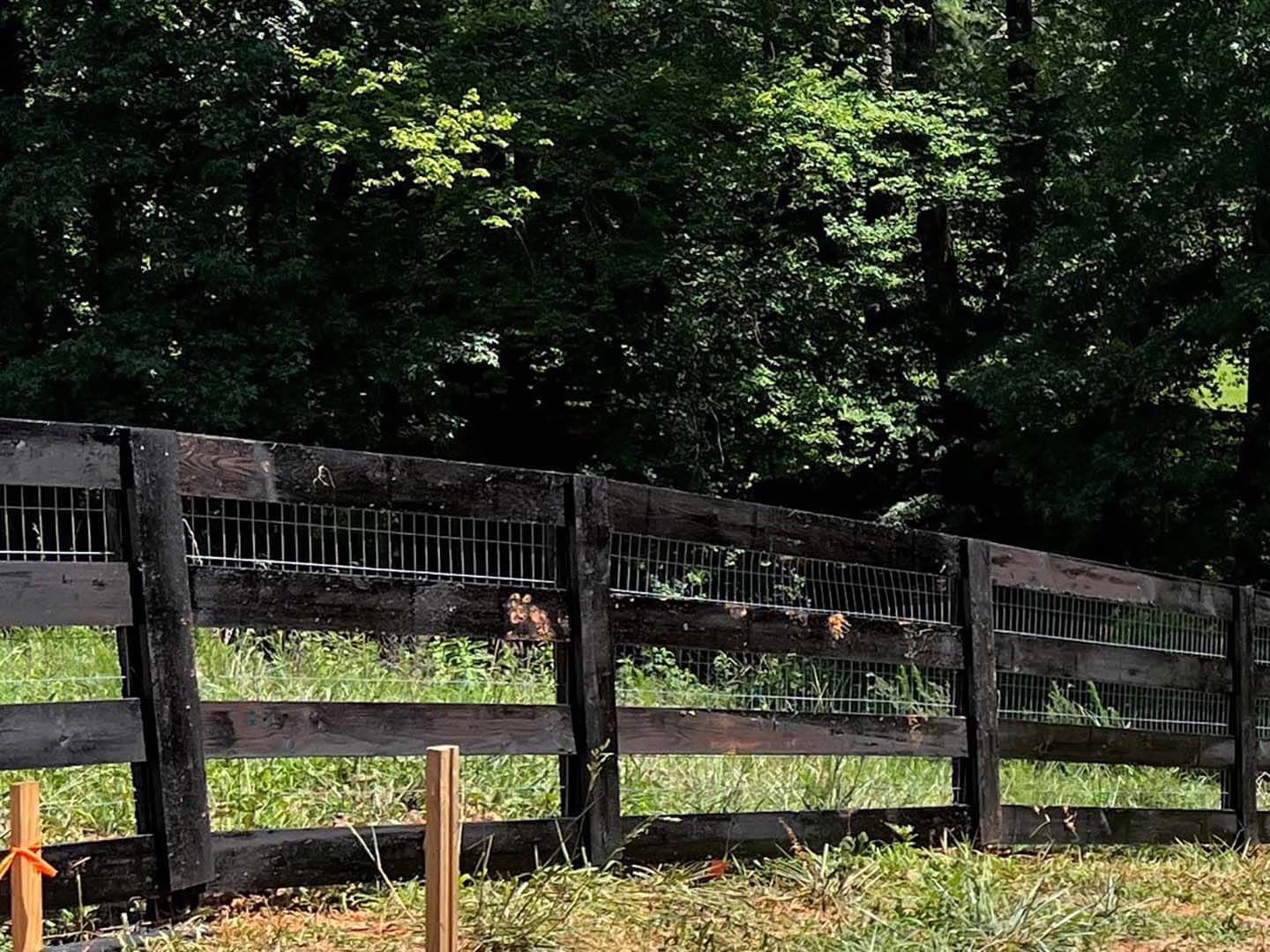 Dark wooden fence with wire mesh, green grass, and trees in background.