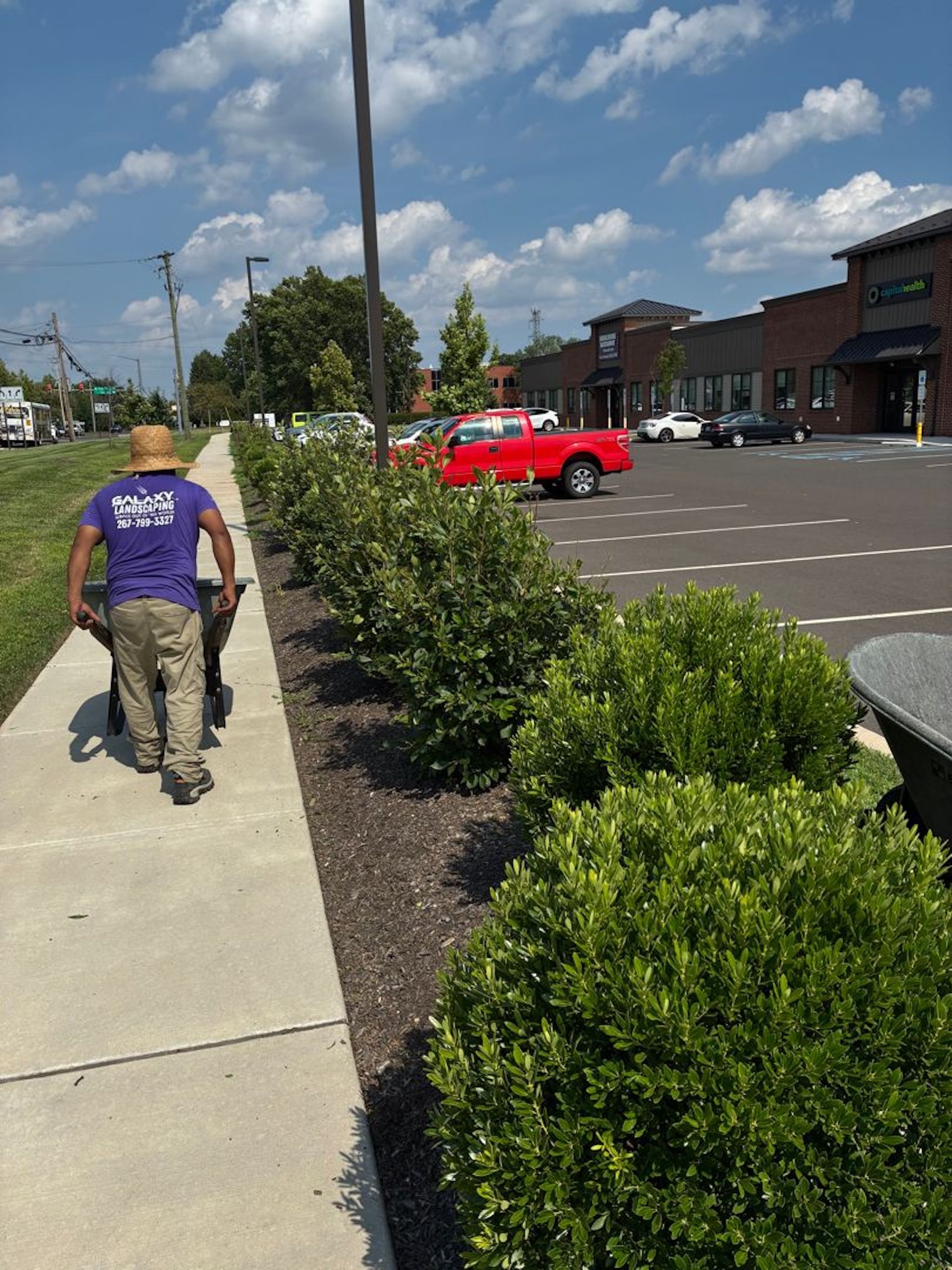 A person pushing a cart on a sidewalk next to trimmed bushes and a parking lot on a sunny day.