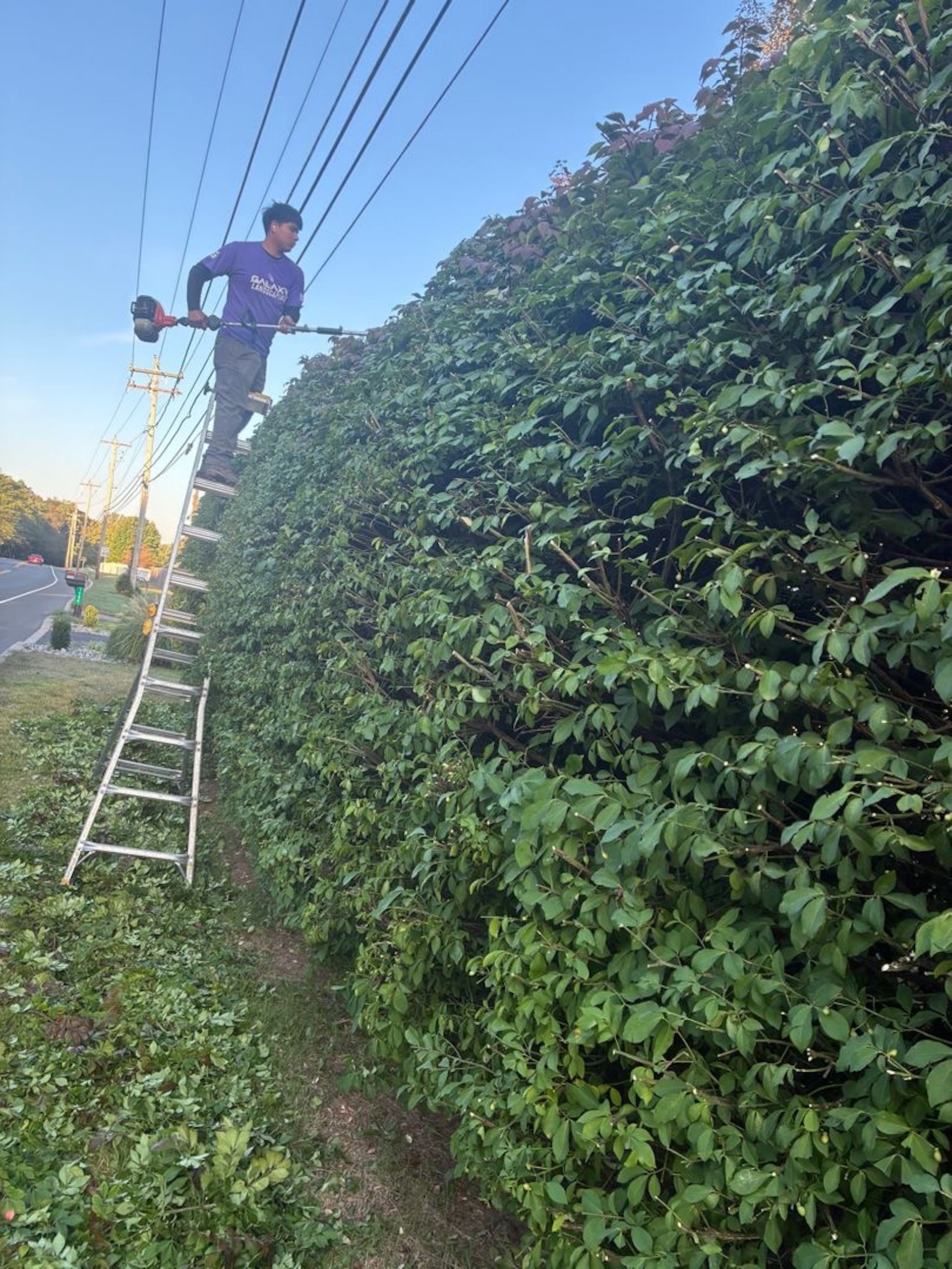 Person on a ladder trimming a tall hedge near power lines and a road.