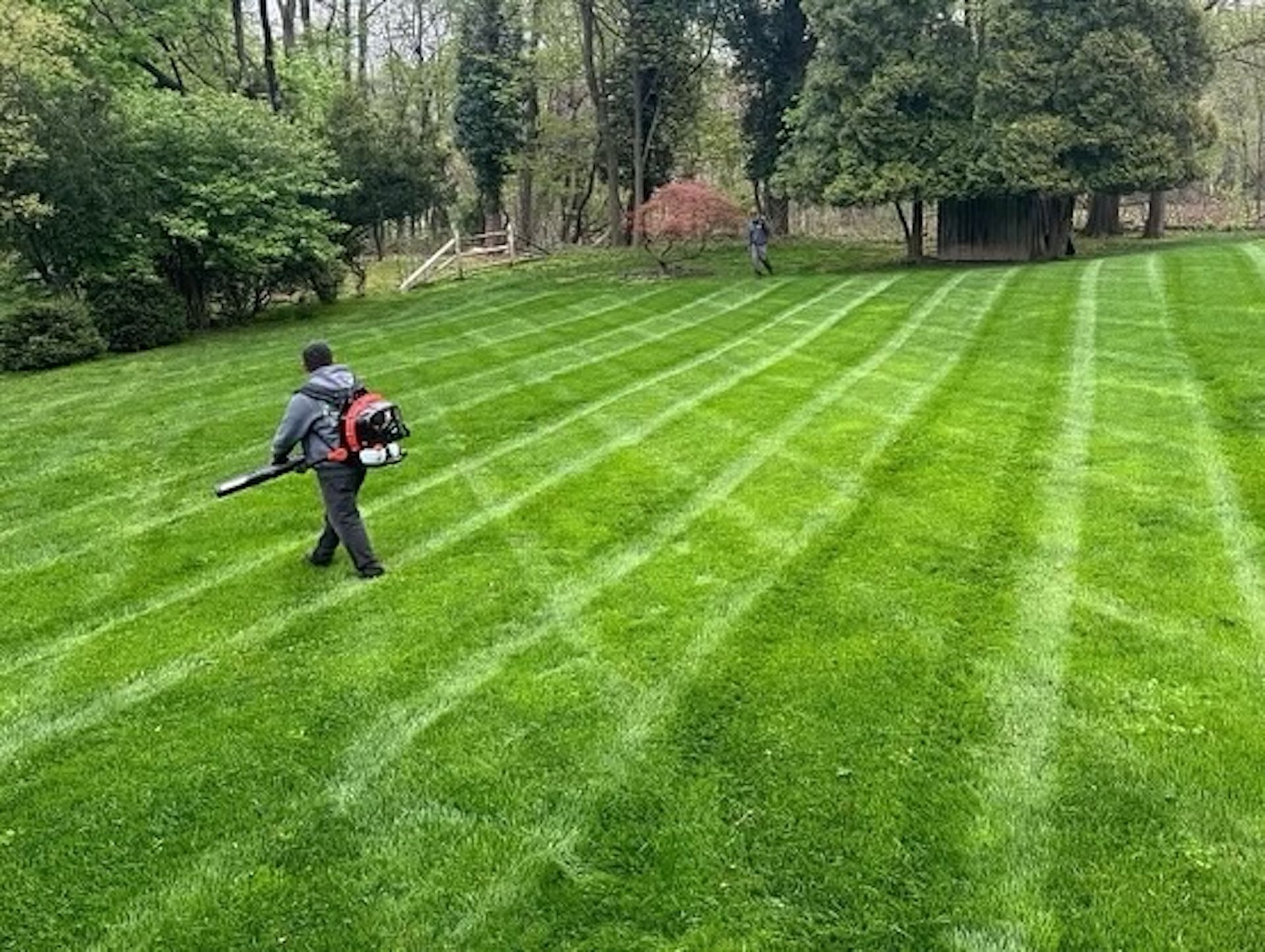 Person using a leaf blower on a freshly mowed lawn, with trees in the background. Green grass and blue sky.