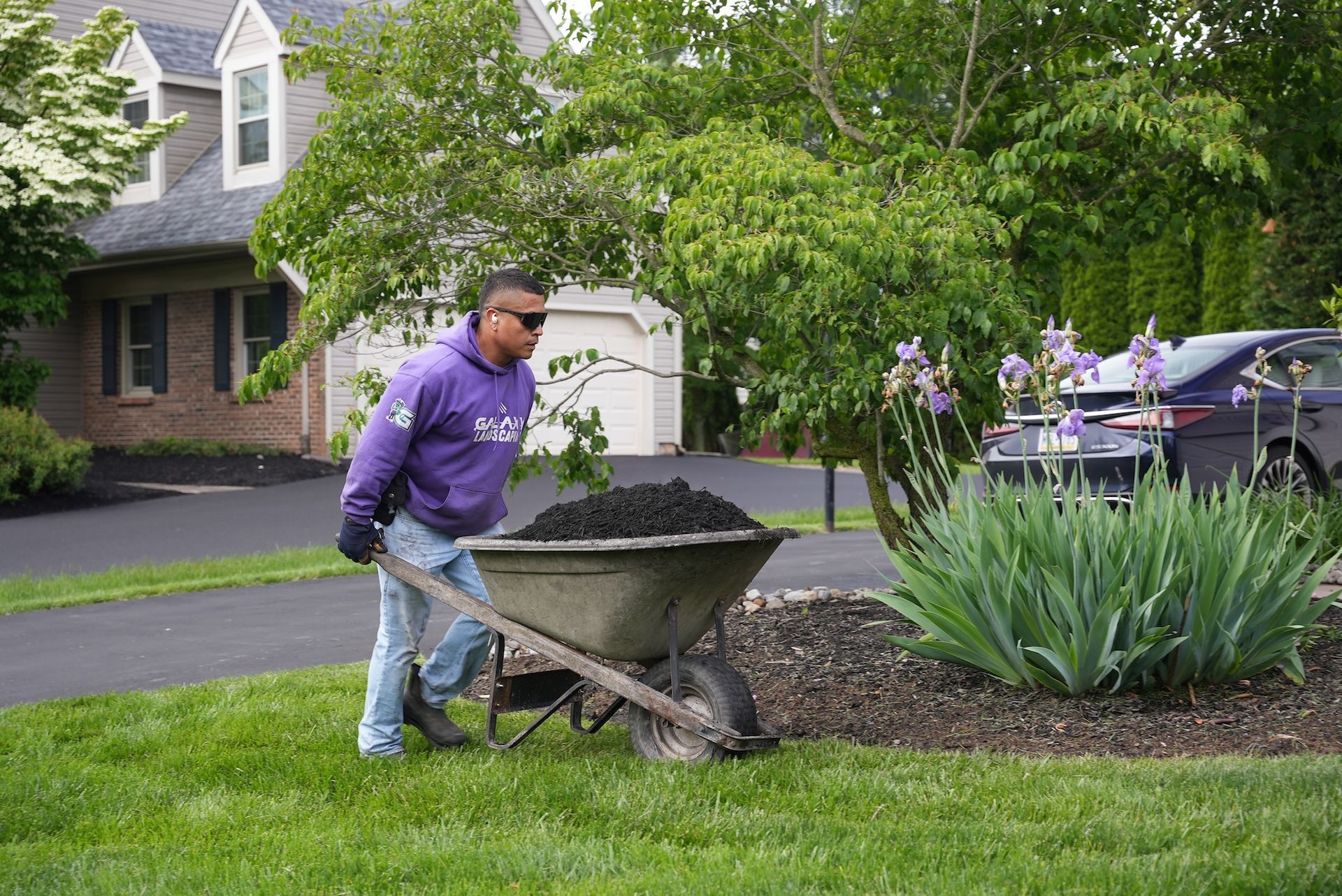Man in purple hoodie pushes a wheelbarrow full of dark soil in a yard.